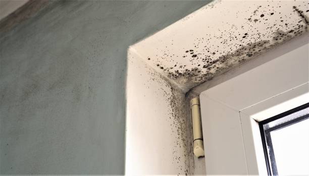 Best Crawl Space Mold Remediation  in White Sulphur Springs, WV