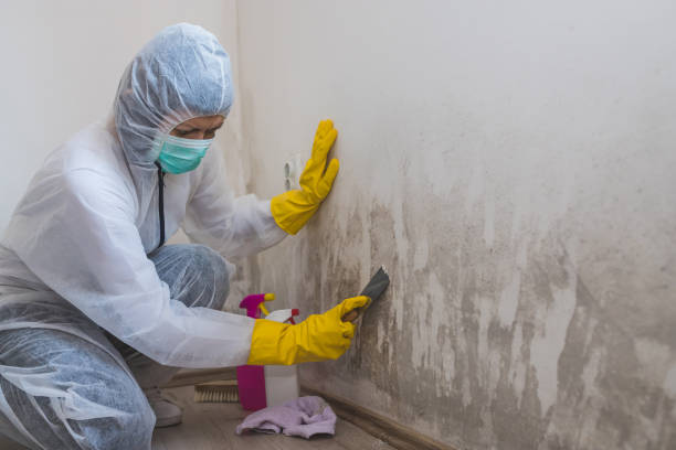 Best Comprehensive Air Testing for Mold Contaminants  in White Sulphur Springs, WV