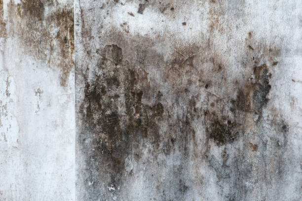 Best Industrial Mold Remediation  in White Sulphur Springs, WV