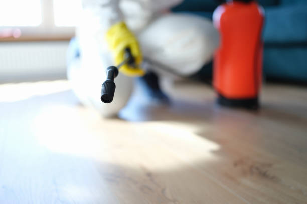 Best Mold Damage Restoration  in White Sulphur Springs, WV
