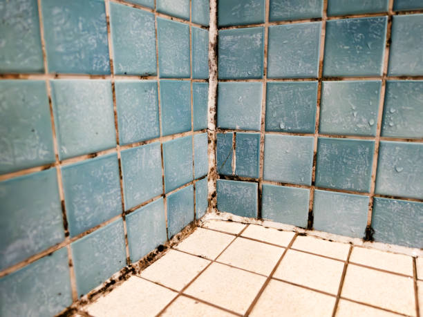  White Sulphur Springs, WV Mold Removal Pros