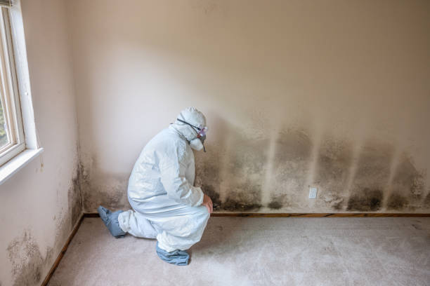 Best Emergency Mold Remediation  in White Sulphur Springs, WV