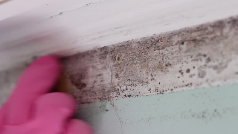 Best Dehumidification Services  in White Sulphur Springs, WV